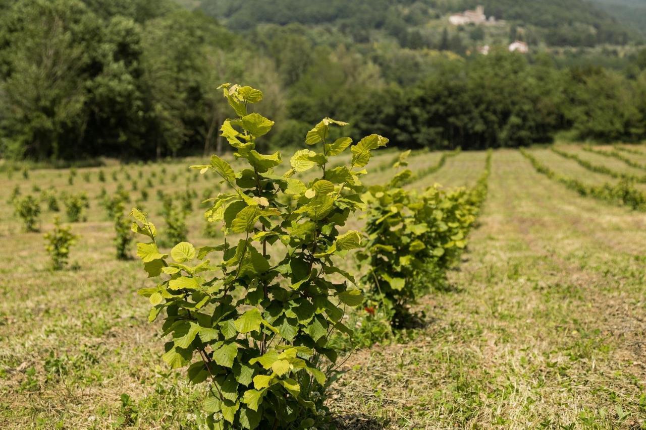 Podere Groppini Fivizzano Eksteriør billede